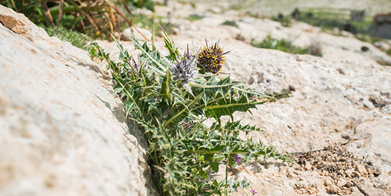 Gundelia tournefortii plant thriving in the rocks