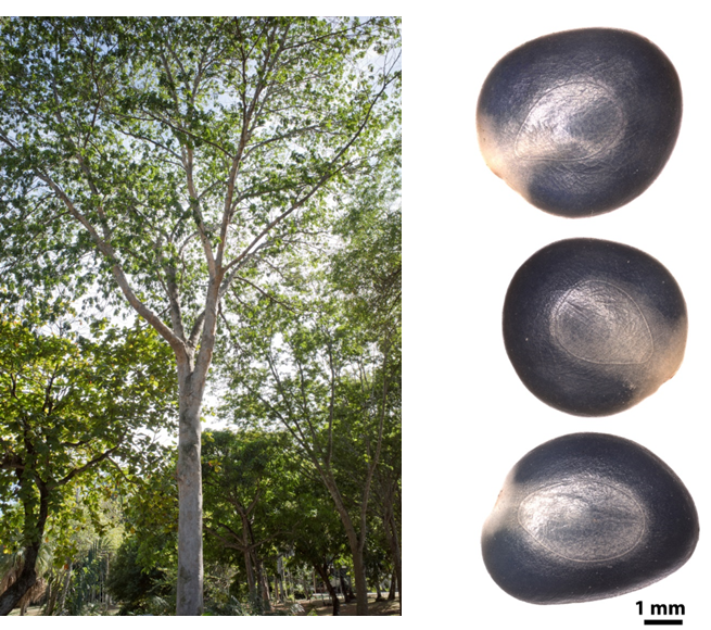 Árbol (izq) y semillas (der) de *A. glauca* (Foto: F. Jiménez JBN, P. Gómez Barreiro, RBG Kew)