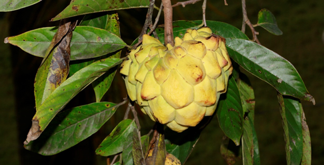 Fruto de *Annona mucosa* (Foto: F. Jiménez, JBN)