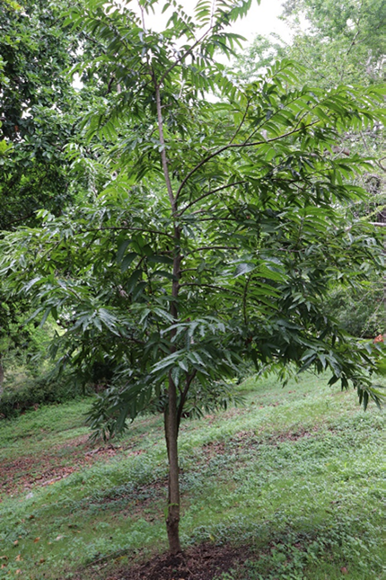 Árbol de *A. mucosa* (Foto: B. Peguero, JBN)