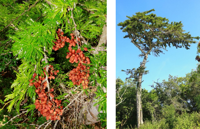 Fruto (izq) y árbol (der) de *Arcoa gonavensis* (Foto: F. Jiménez, JBN)