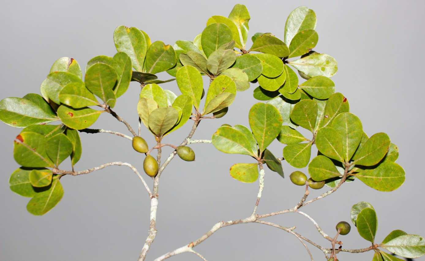 Frutos de *Buchenavia tetraphylla* (Foto: F. Jiménez, JBN)