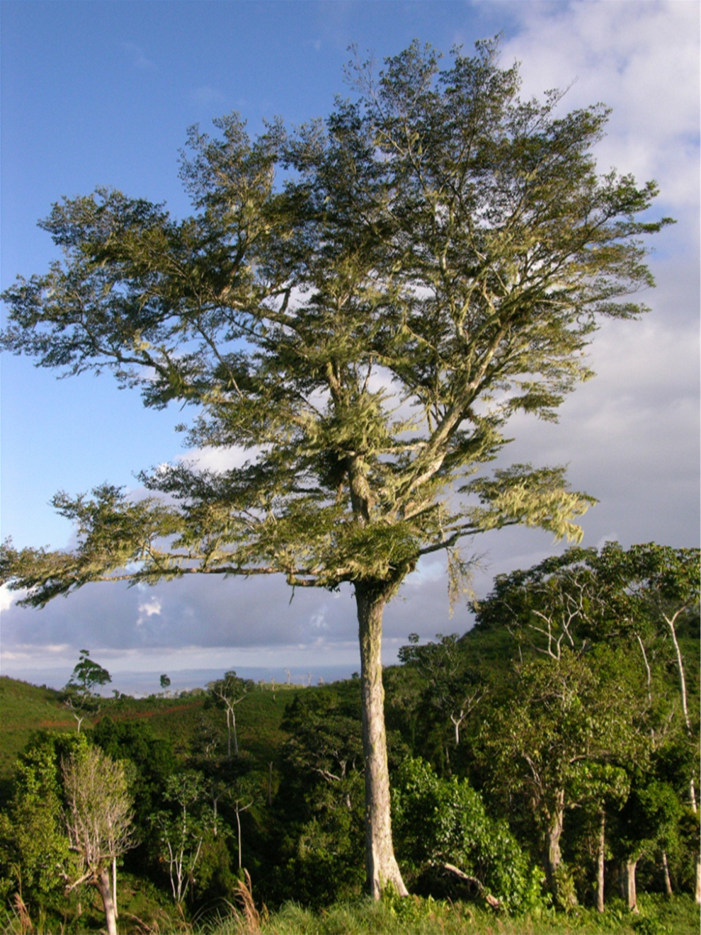 Árbol de *B. tetraphylla* (Foto: F. Jiménez, JBN)