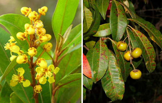 Flor (izq) y frutos (der) de *Byrsonima spicata* (Foto: F. Jiménez, JBN)