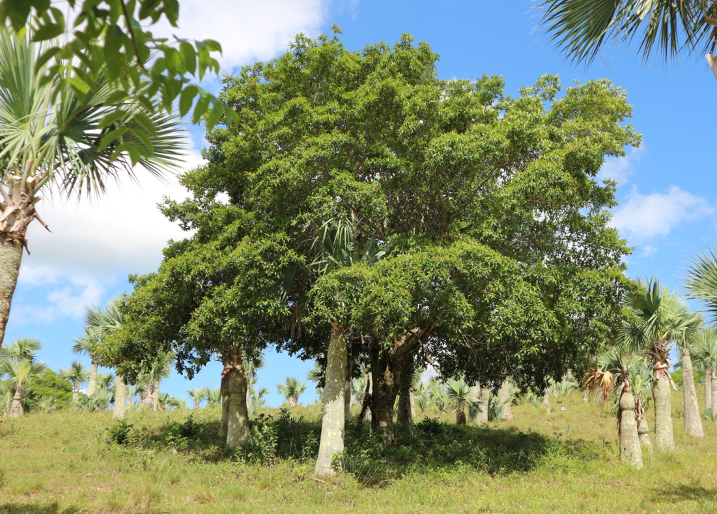 Árbol de *B. spicata* (Foto: F. Jiménez, JBN)