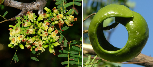 Flores (izq) y fruto (der) de *Caesalpinia coriaria* (Foto: F. Jiménez, JBN)