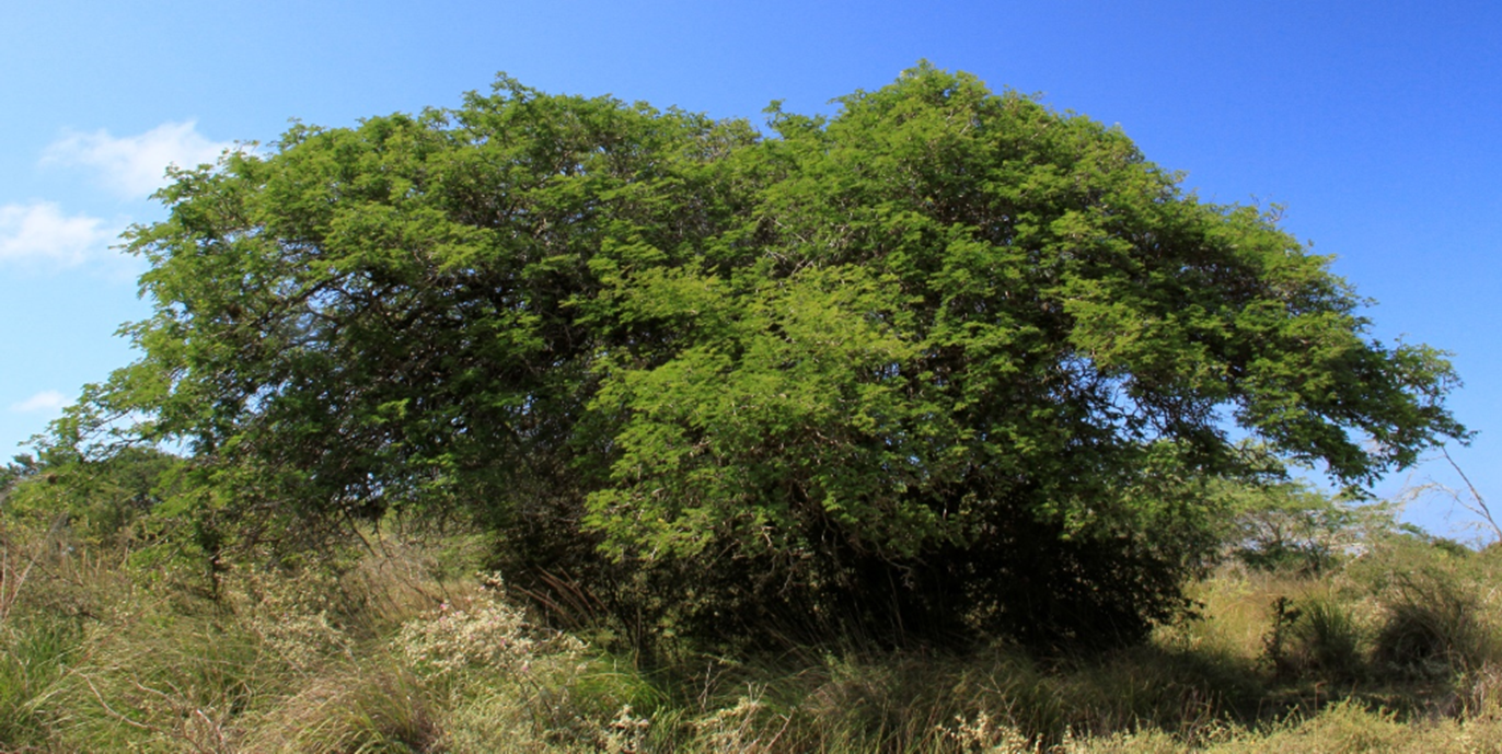 Árbol de *C. coriaria* (Foto: F. Jiménez, JBN)