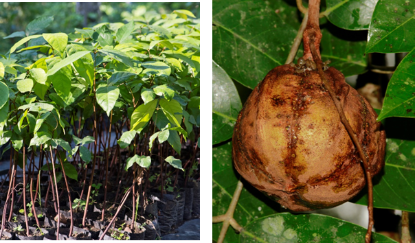 Plántulas de vivero (izq) y fruto (der) de *Carapa guianensis* (Foto: P. Gómez Barreiro, RBG Kew y F. Jiménez, JBN)