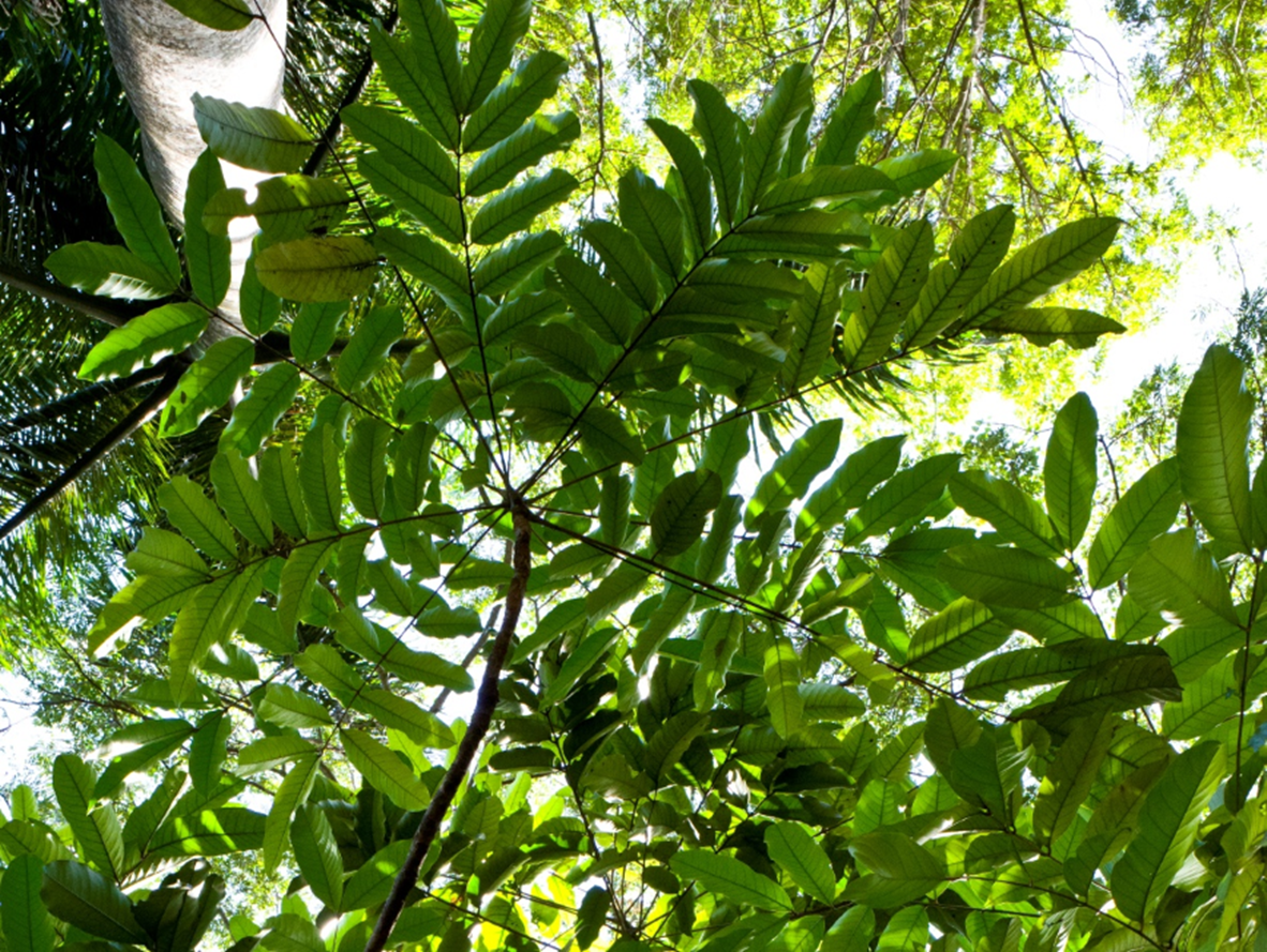 Semillas de *C. guianensis* (Foto: P. Gómez Barreiro, RBG Kew)