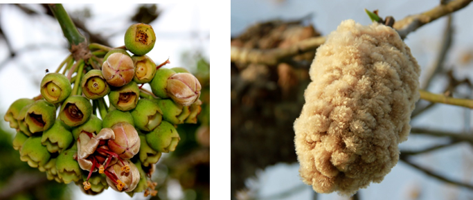 Flor (izq) y fruto (der) de *Ceiba pentandra* (Foto: F. Jiménez, JBN)