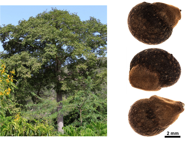 Árbol (izq) y semillas (der) de *C. pentandra* (Foto: F. Jiménez, JBN y P. Gómez-Barreiro, RBG Kew)