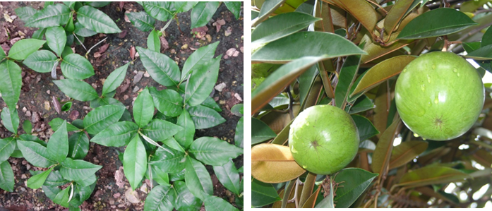 Plántulas en el vivero (izq) y frutos (der) de *Chrysophyllum cainito* (Foto: W. Encarnación y F. Jiménez, JBN)