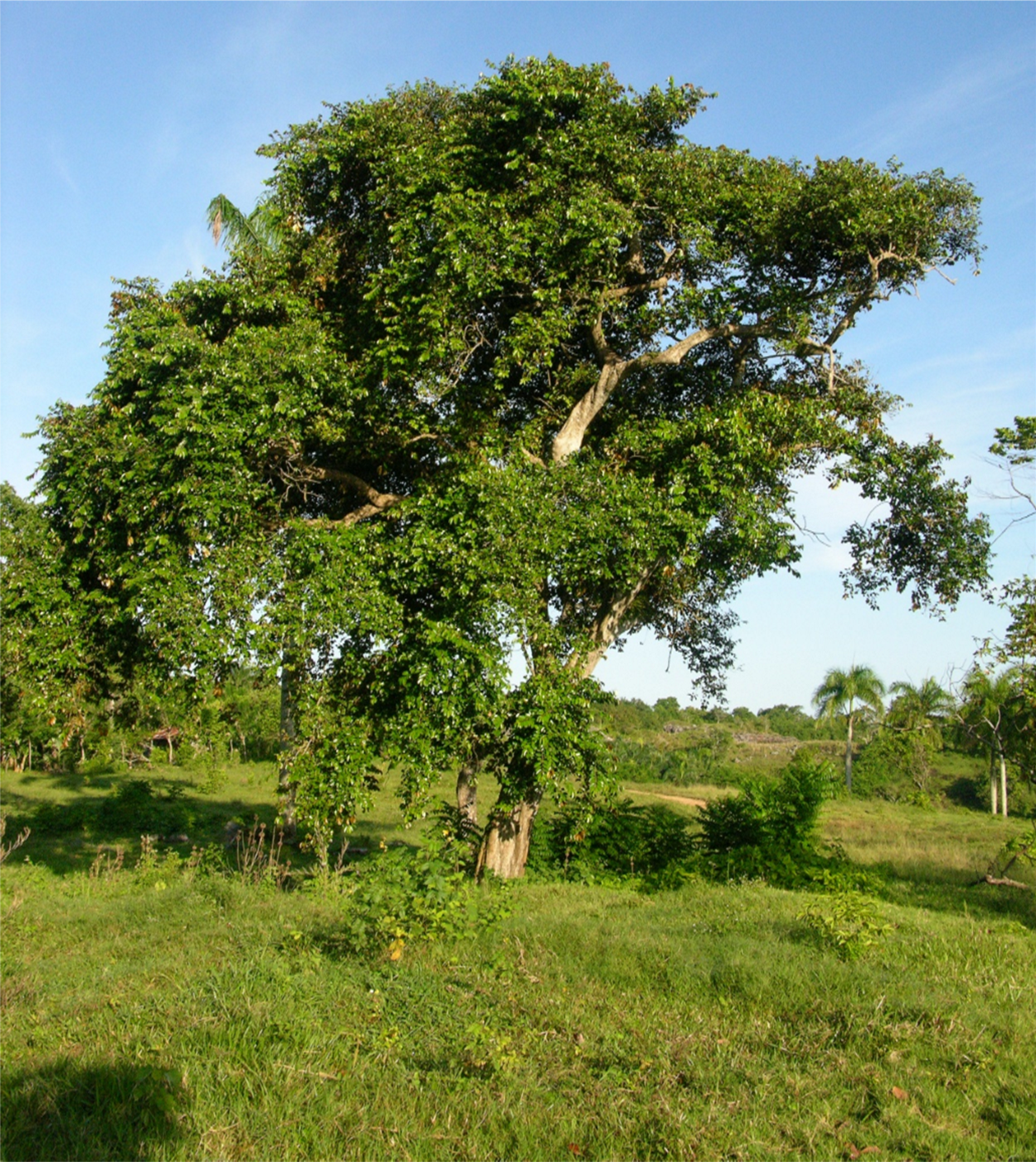 Árbol de *C. cainito* (Foto: F. Jiménez, JBN)