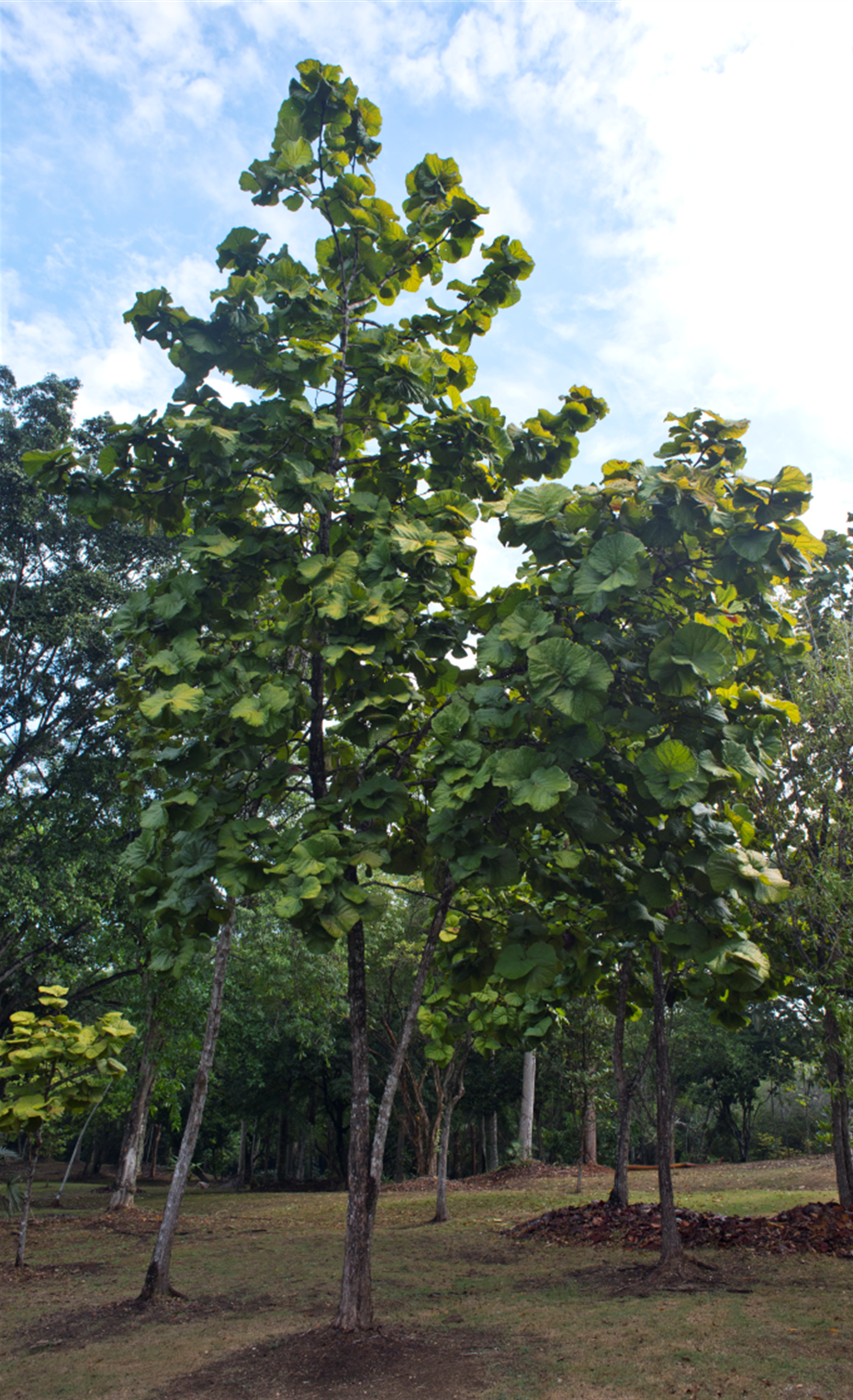 Árboles de *C. pubescens* (Foto: P. Gómez-Barreiro, RBG Kew)