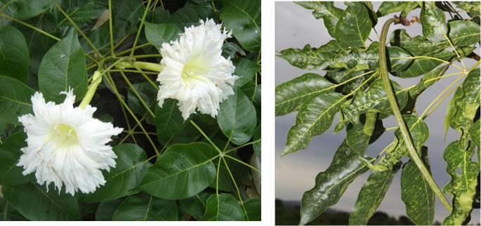 Flor (izq) y fruto (der) de *Ekmanianthe longiflora* (Foto: F. Jiménez, JBN)