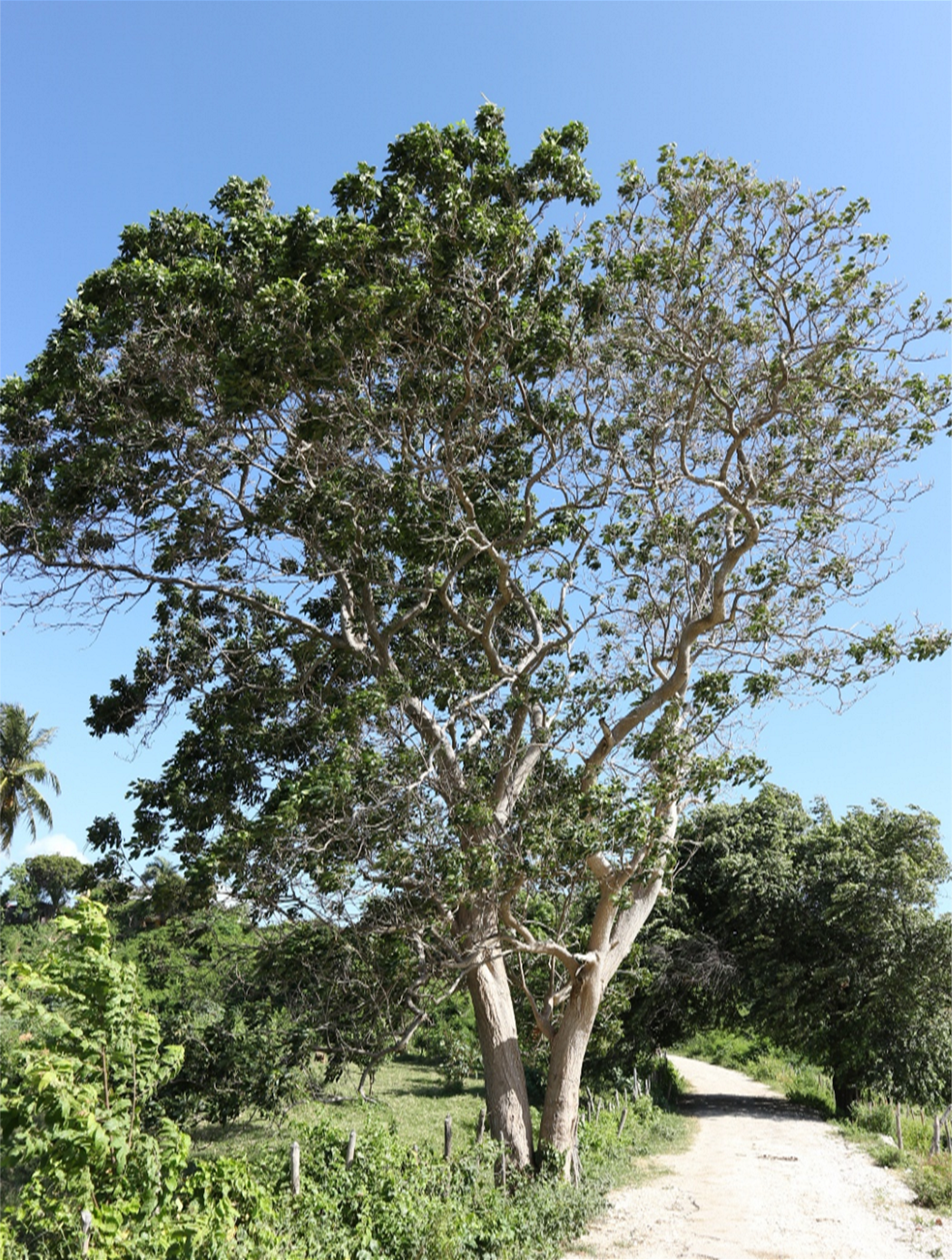 Árbol de *E. longiflora* (Foto: F. Jiménez, JBN)