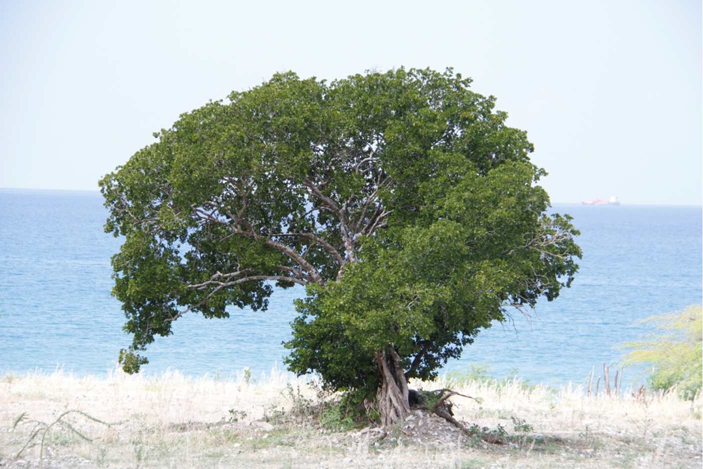 Árbol de *Guaicum officinale* (Foto: F. Jiménez, JBN)