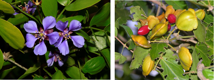 Flor (izq) y fruto (der) de *G. officinale* (Foto: F. Jiménez, JBN)