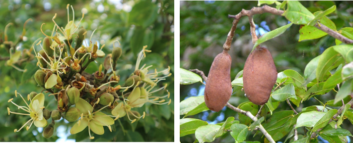 Flores (izq) y frutos (der) de *Hymenaea courbaril* (Foto: F. Jiménez, JBN)