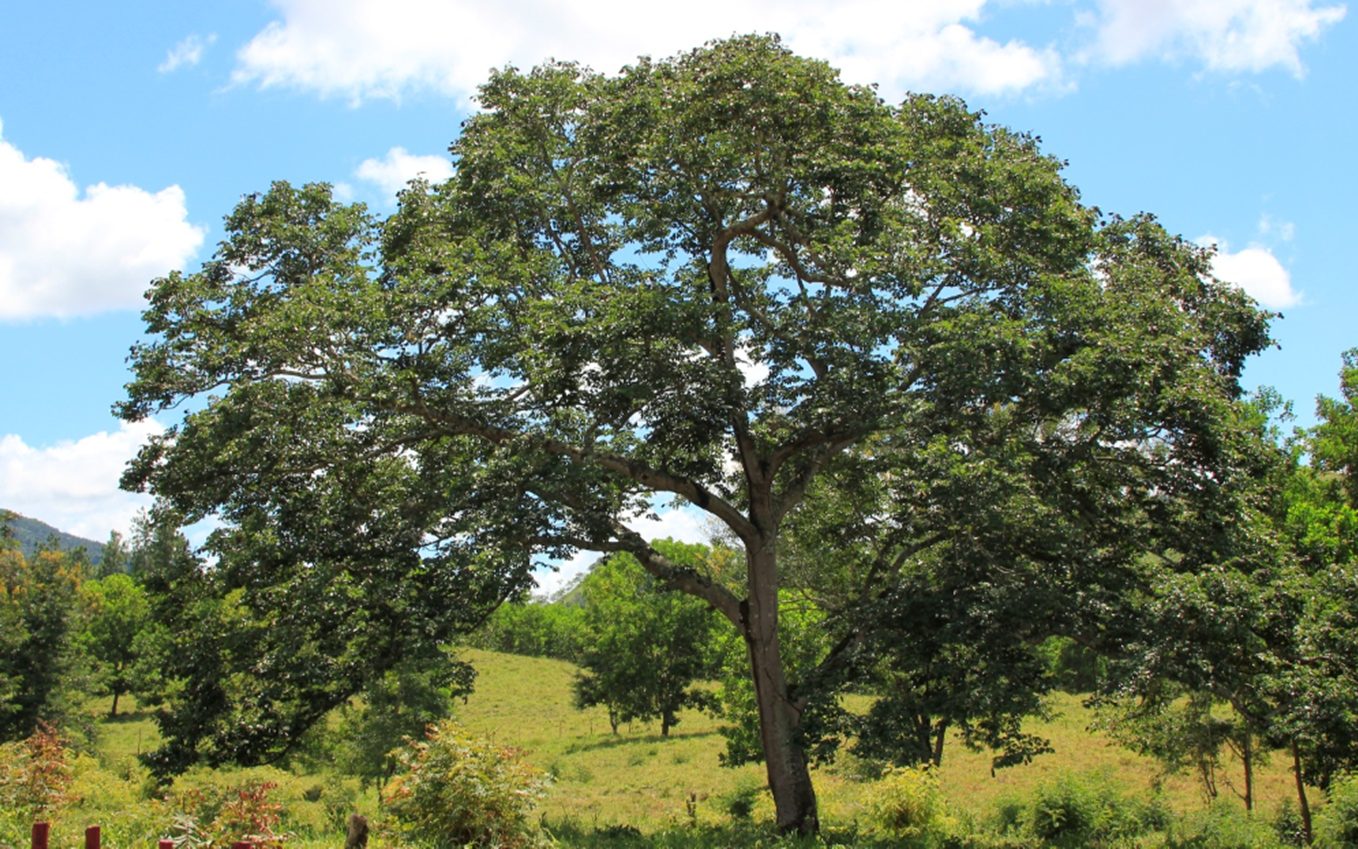 Árbol de *H. courbaril* (Foto: F. Jiménez, JBN)