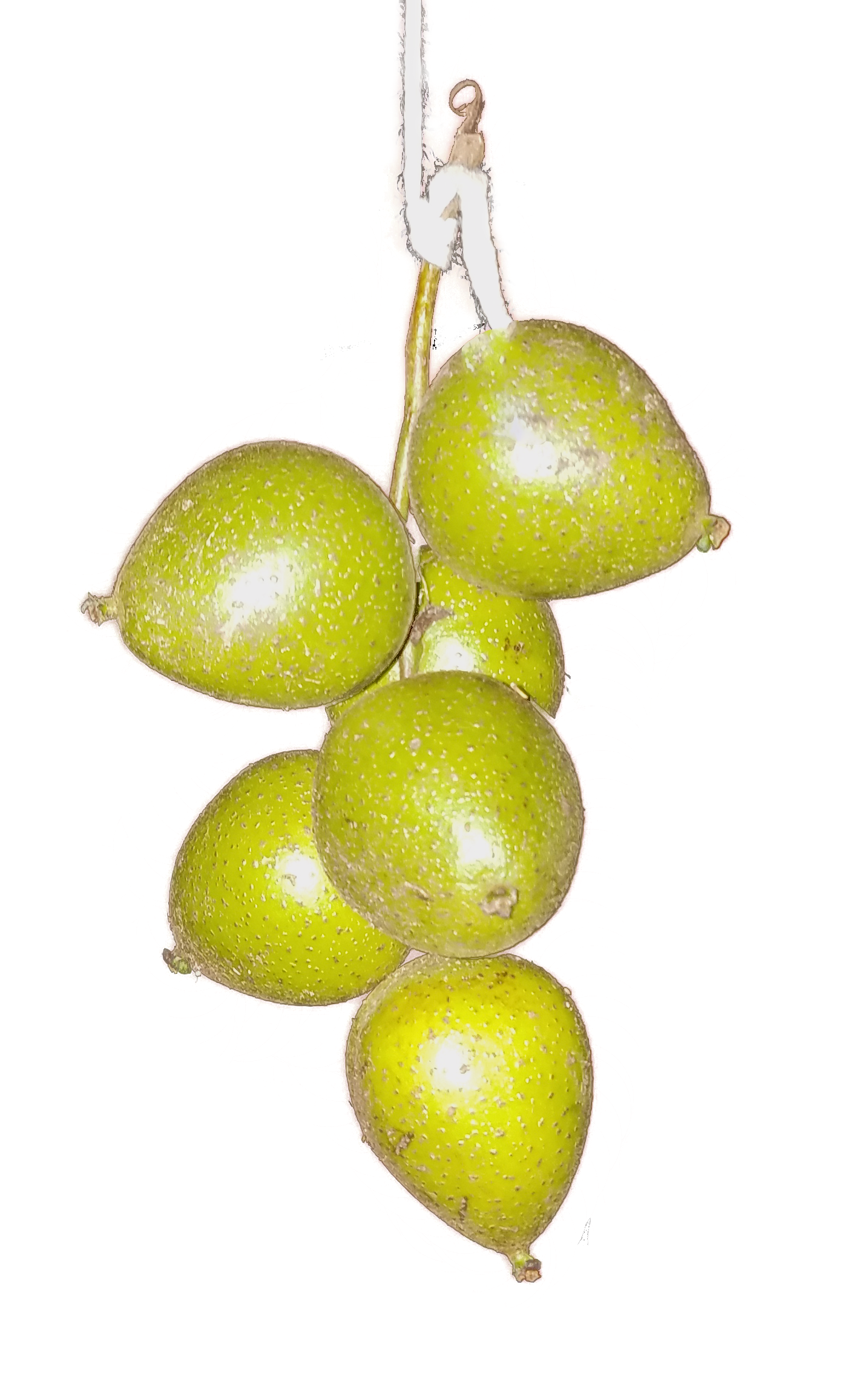 Fruto de *Juglans jamaicensis* (Foto: Y. Piña, JBN)