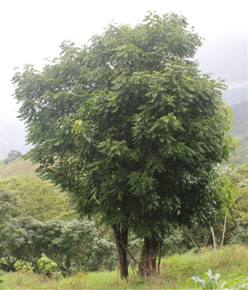 Árbol de *J. jamaicensis* (Foto: F. Jiménez, JBN)