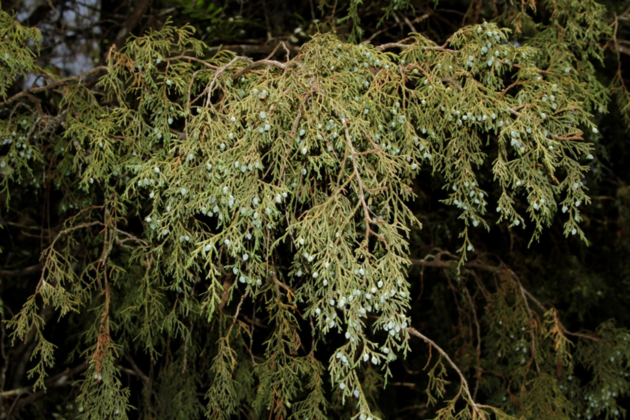 Fruto de *Juniperus gracilior* (Foto: F. Jiménez, JBN)