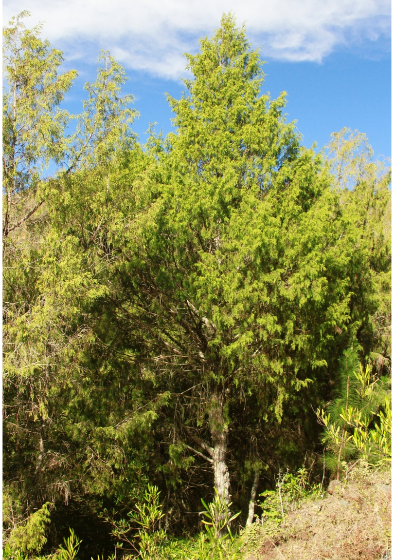 Árbol (izq) y plántula (der) de *J. gracilior* (Foto: F. Jiménez JBN, P. Gómez Barreiro, RBG Kew)