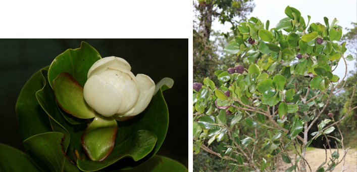 Flor (izq) y rama con frutos (der) de *Magnolia hamorii* (Foto: F. Jiménez, JBN y Y. Piña, JBN)