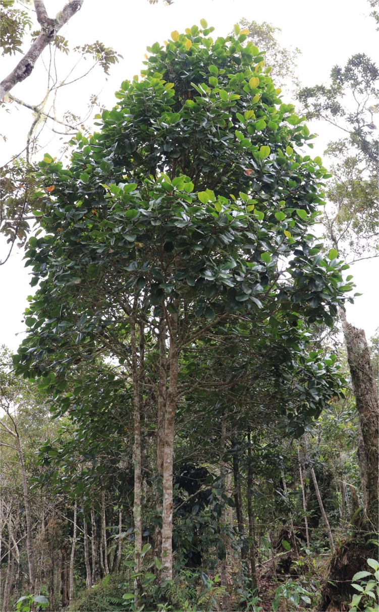 Árbol de *M. hamorii* (Foto: F. Jiménez, JBN)