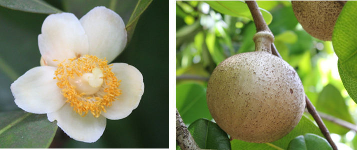 Flor (izq) y fruto (der) de *Mammea americana* (Foto: F. Jiménez, JBN)