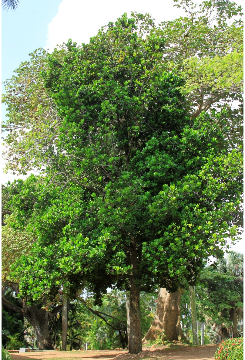 Árbol (izq) y semillas (der) de *M. americana* (Foto: F. Jiménez JBN, P. Gómez Barreiro, RBG Kew)