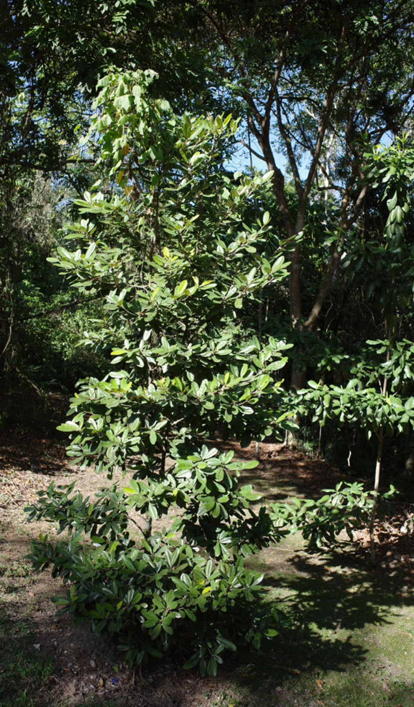 Árbol joven de *M. valenzuelana* (Foto: P. Gómez Barreiro, RBG Kew)