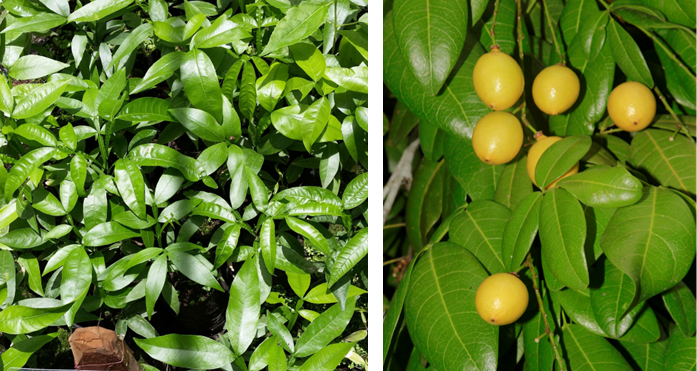 Plántulas en el vivero (izq) y frutos (der) de *Melicoccus jimenezii* (Foto: W. Encarnación y F. Jiménez, JBN)