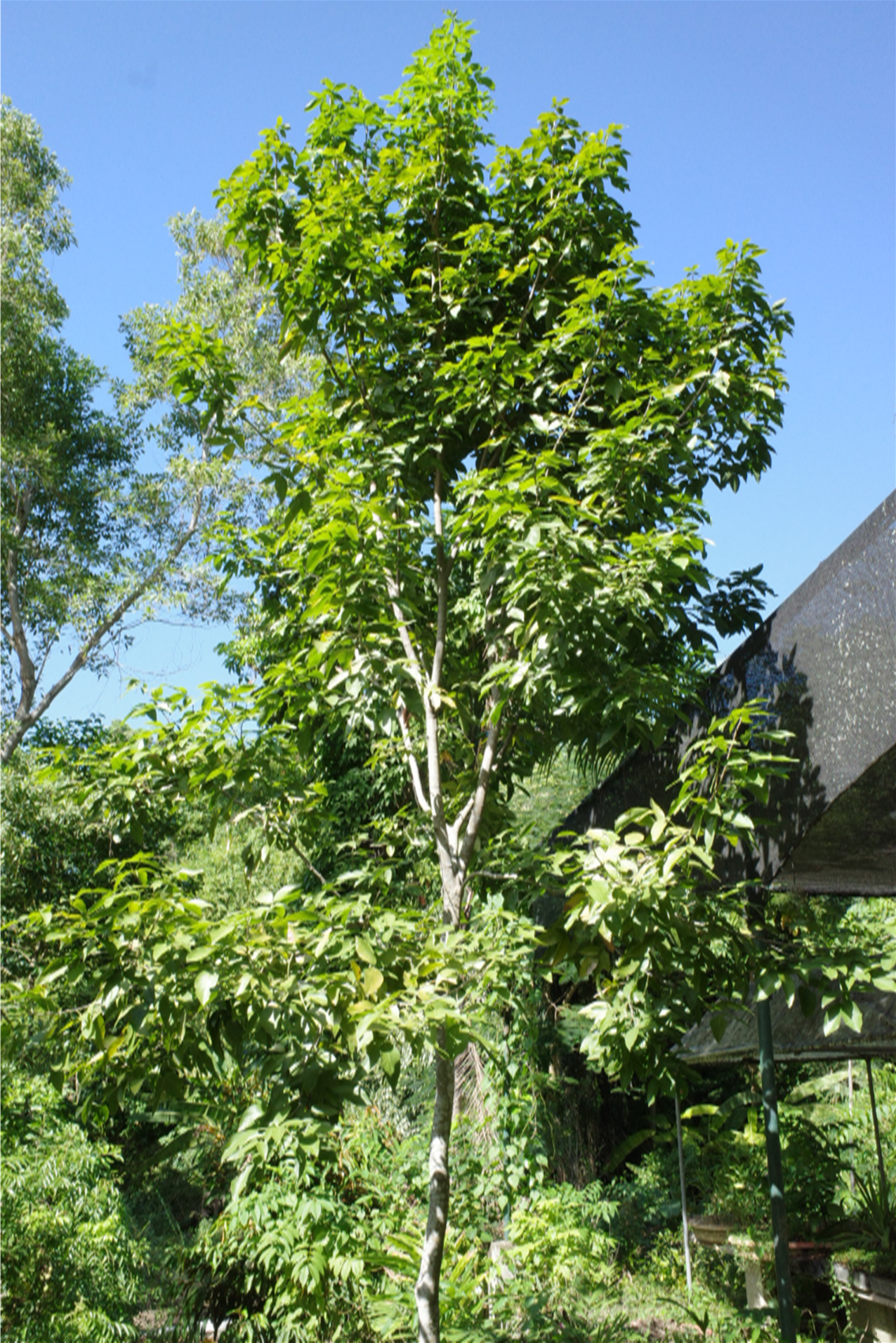 Árbol de *M. jimenezii* (Foto: P. Gómez-Barreiro, RBG Kew)