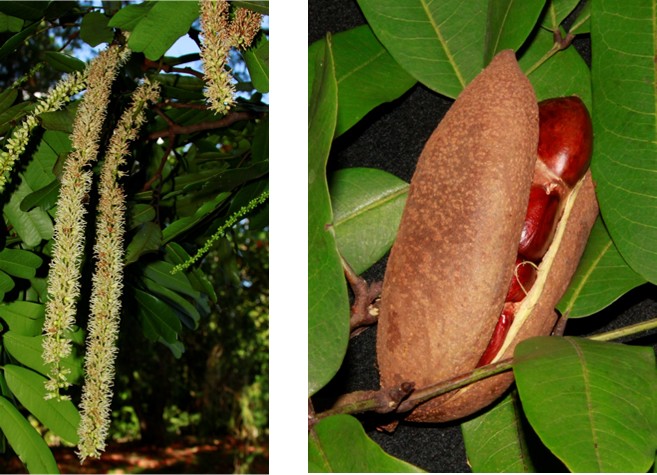 Flor (izq) y fruto (der) de *Mora abbottii* (Foto: F. Jiménez, JBN)