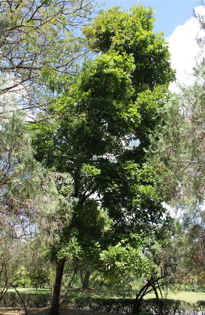 Árbol de *M. abbottii* (Foto: F. Jiménez, JBN)