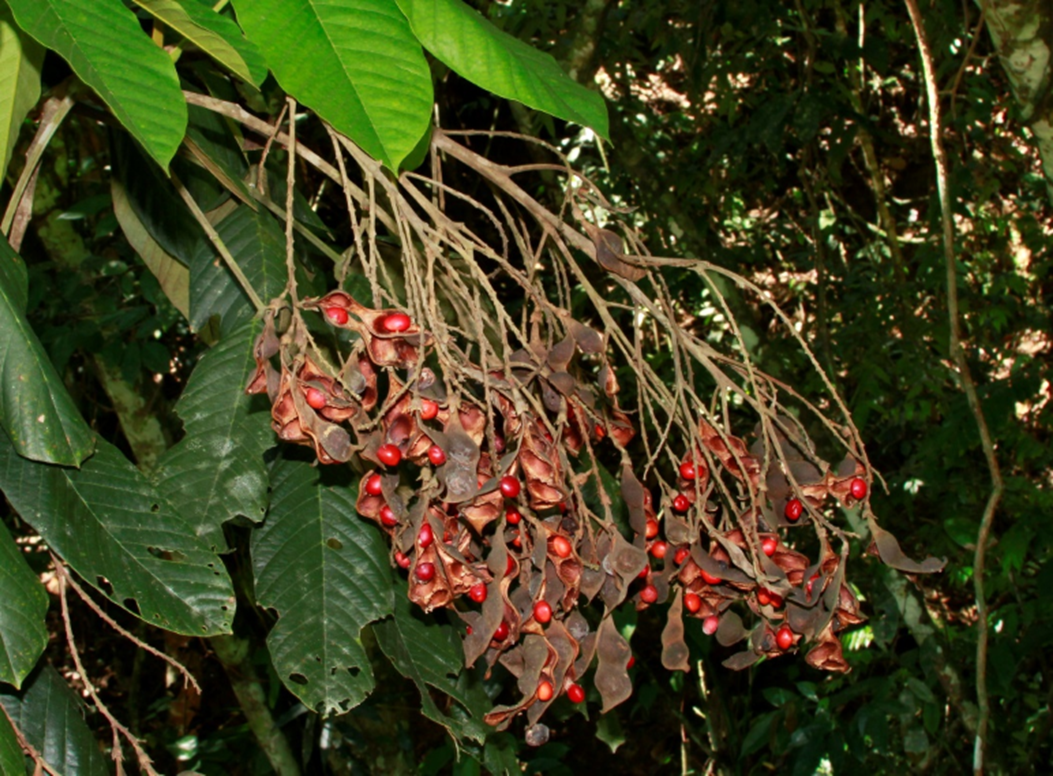 Fruto de *Ormosia krugii* (Foto: F. Jiménez, JBN)