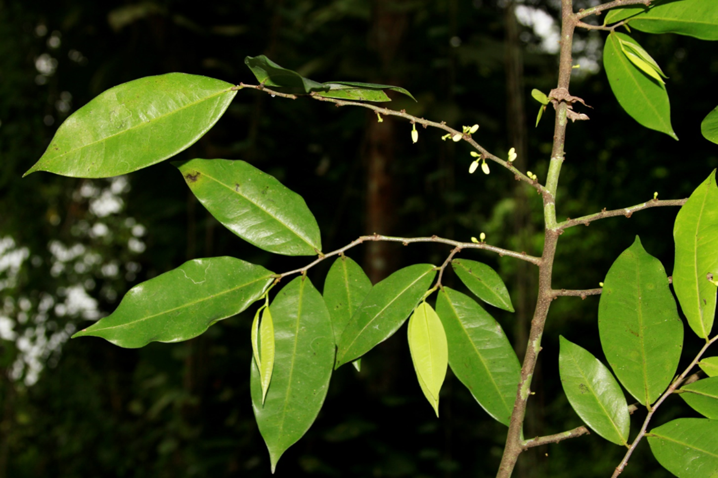 Detalle de rama fértil de *Oxandra laurifolia* (Foto: F. Jiménez, JBN)