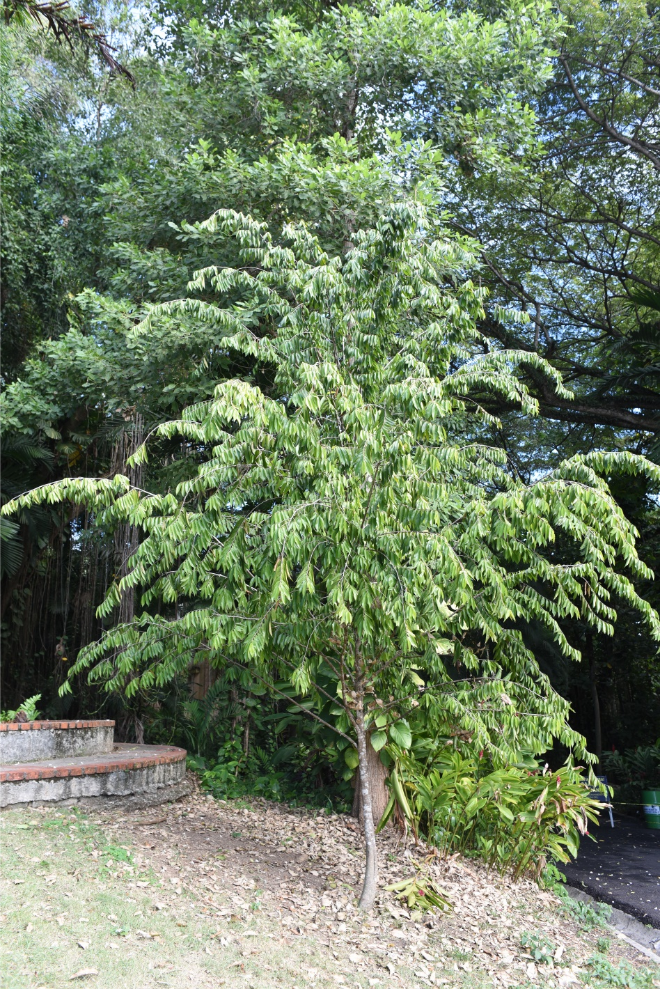 Árbol de *O. laurifolia* (Foto: P. Gómez Barreiro, RBG Kew)