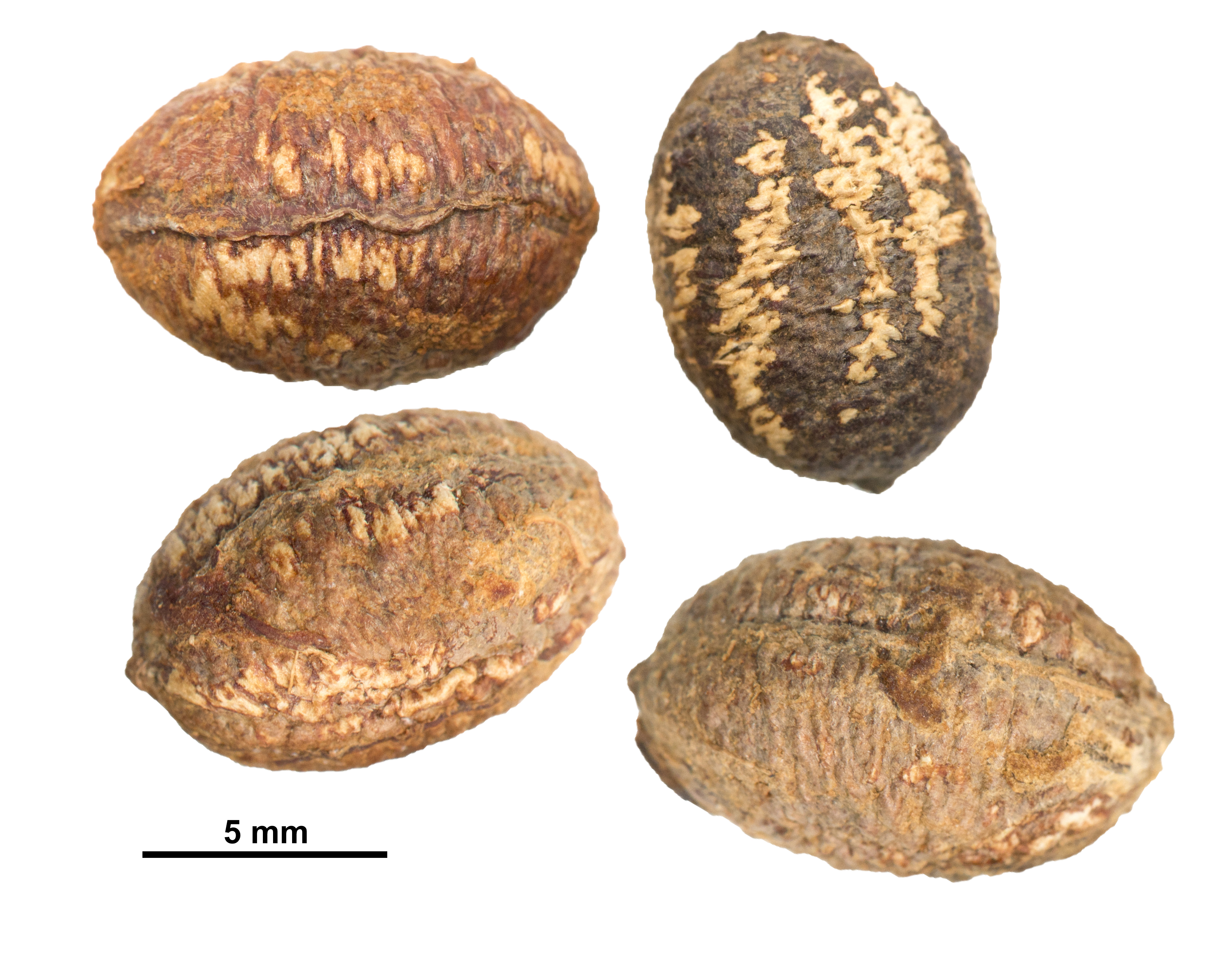 Semillas de *O. laurifolia* (Foto: P. Gómez Barreiro, RBG Kew)