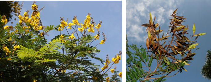 Flores (izq) y fruto (der) de *Peltophorum dubium var. berteroanum* (Foto: F. Jiménez, JBN)