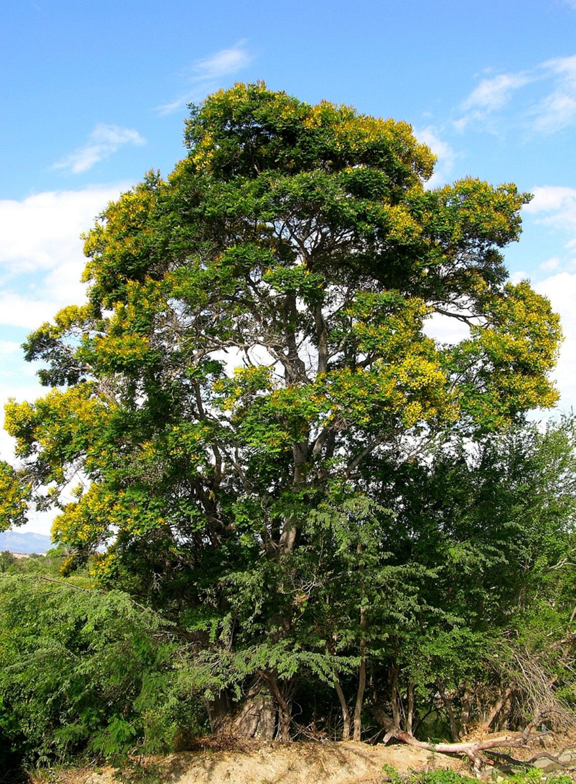 Árbol de *P. dubium var. berteroanum* (Foto: F. Jiménez, JBN)