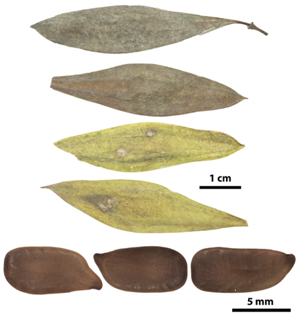 Frutos (arriba) y semillas (abajo) de *P. dubium var. berteroanum* (Foto: P. Gómez Barreiro, RBG Kew)
