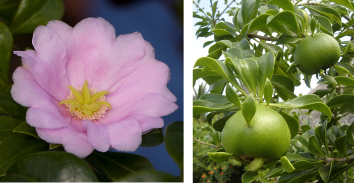 Flor (izq) y fruto (der) de *Pereskia quisqueyana* (Foto: P. Gómez Barreiro , RBG Kew y F. Jiménez, JBN)