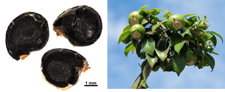 Semillas (izq) y ramillete de frutos (der) de *P. quisqueyana* (Foto: P. Gómez Barreiro, RBG Kew)