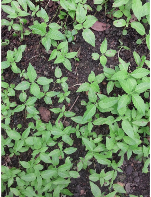 Plántulas en el vivero (izq) y frutos (der) de *Petitia domingensis* (Foto: W. Encarnación y F. Jiménez, JBN)