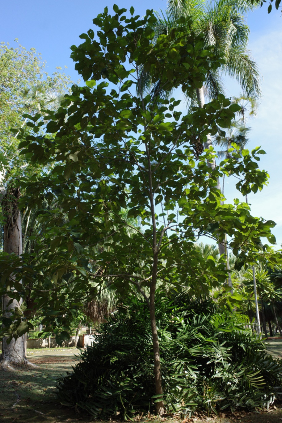 Árbol de *P. domingensis* (Foto: P. Gómez Barreiro, RBG Kew)