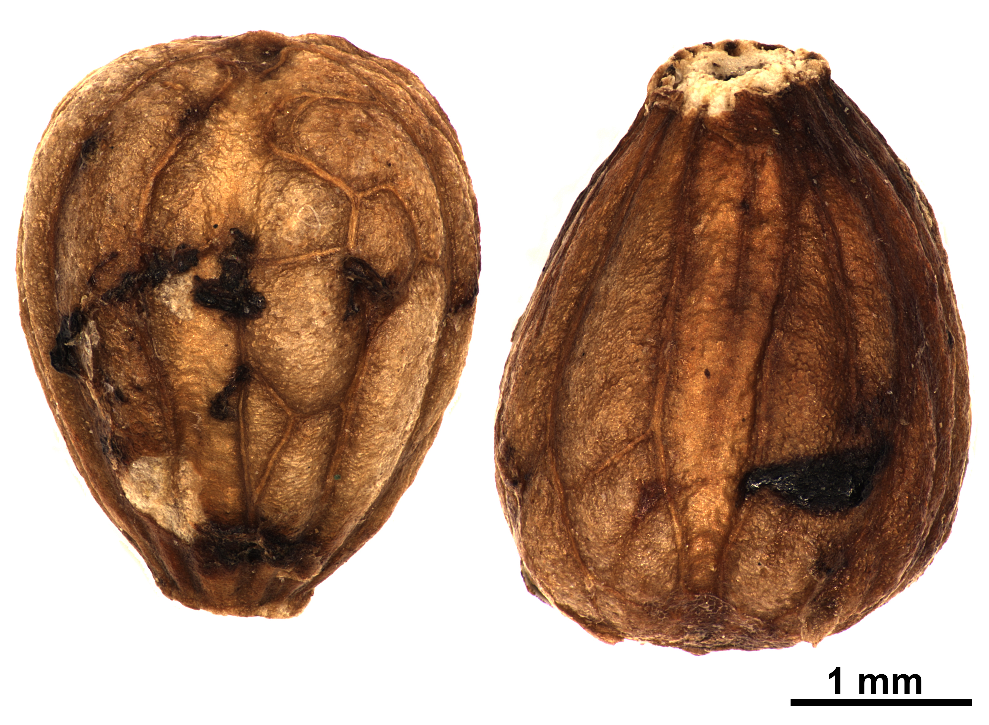 Semillas de *P. domingensis* (Foto: P. Gómez Barreiro, RBG Kew)