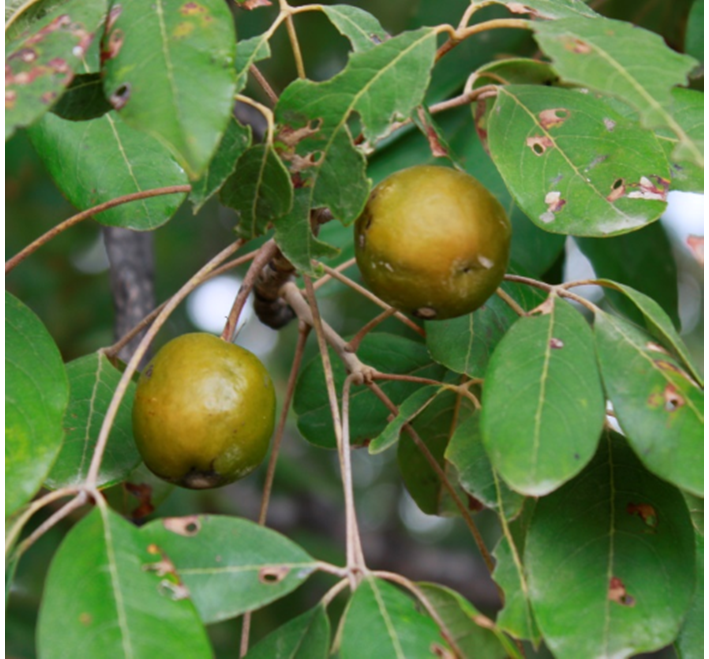 Detalle de las ramas (izq) y frutos (der) de *Picrodendron baccatum* (Foto: F. Jiménez, JBN)